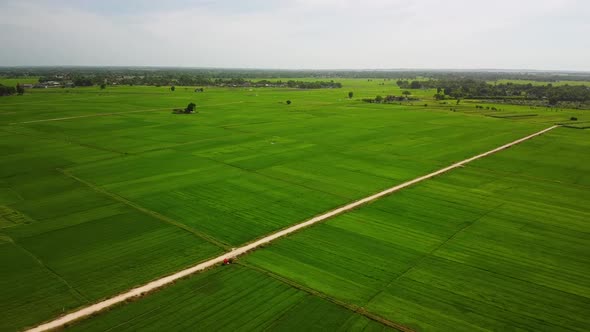 Drone View of a Wide Green Paddy Fields with a Narrow Dirt Road at the Center.