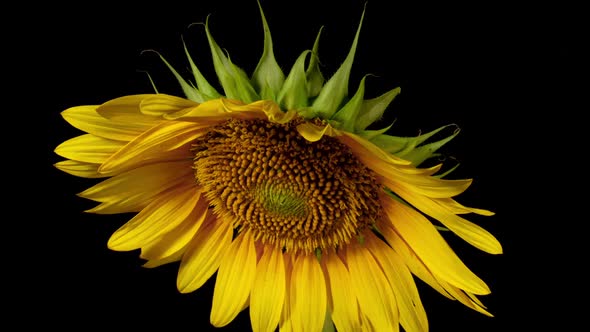 Yellow Sunflower Head Blooming in Time Lapse