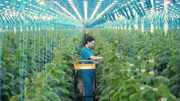 Worker Checks Cucumbers in Glasshouse.