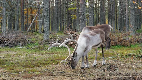 Two Beautiful Reindeers Grazing in the Forest in Lapland Northern Finland