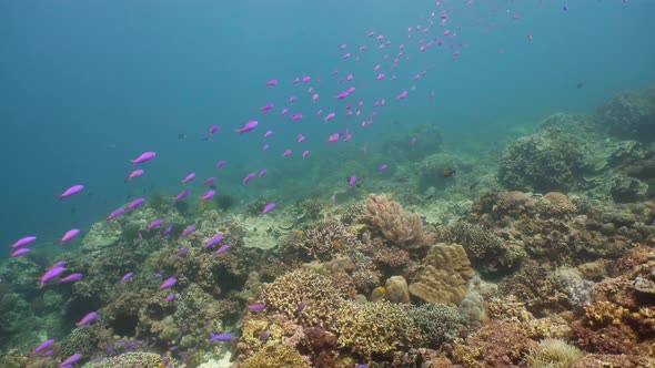 The Underwater World of a Coral Reef