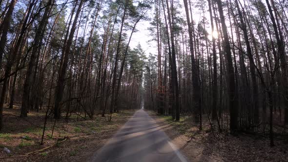 Forest with Pines with High Trunks During the Day