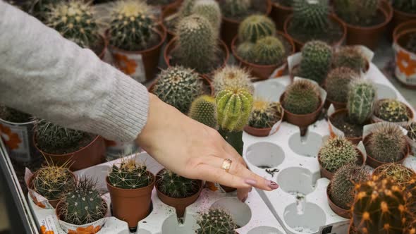 Closeup of Woman Buying Cactus for Home in a Shop
