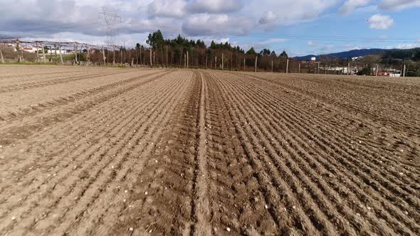 Moving Through Agriculture Field At Ground Level