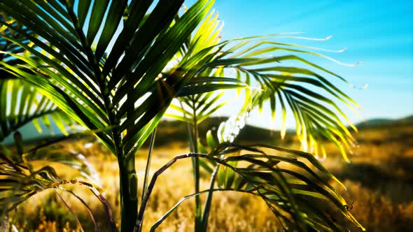 Sunlight Through the Leaves of Palm Trees