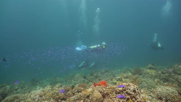 Coral Reef with Fish Underwater. Camiguin, Philippines