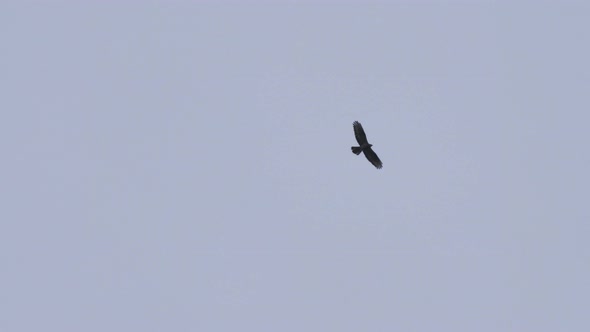 Birds Gliding Together in the Sky Outdoors