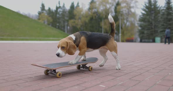 Beagle Dog Kick the Skateboard and Rides in Park