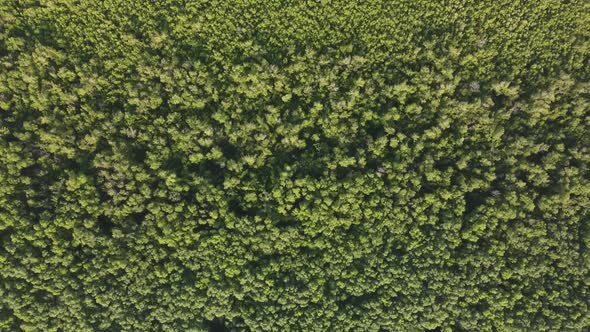 Drone view green scenery mangrove tree