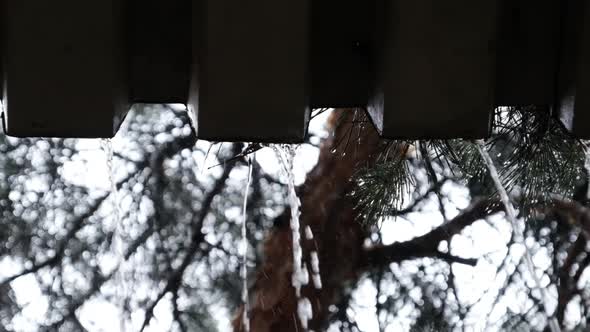 Drops of Rainwater Flow Down From the Roof and Fall Near Pine Forest Slow Motion