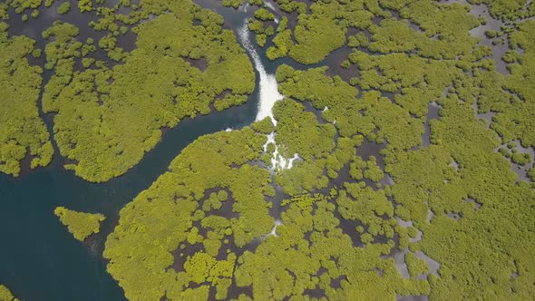 Mangrove Forest in Asia