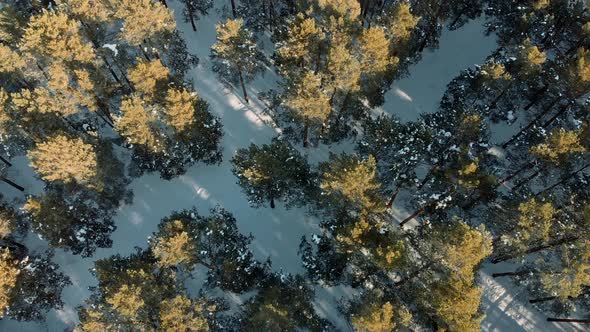 Aerial Shot. Flight Over Snowy Winter Forest. Low Flight Over the Forest in Winter in the Mountains