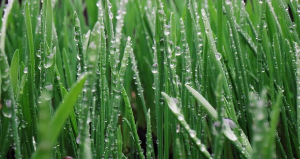 Green Grass Closeup Super Macro Shooting