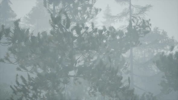 Cloudy Autumn Day in the Pine Forest with Fog