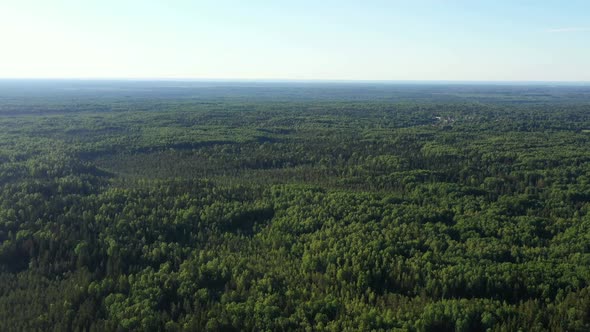 Summer Forest. Wild Nature. Aerial View