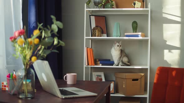 Cat Sitting on Shelf in Living Room