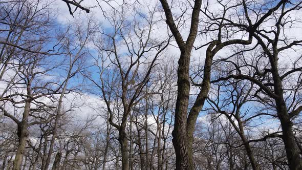 Forest with Trees Without Leaves During the Day