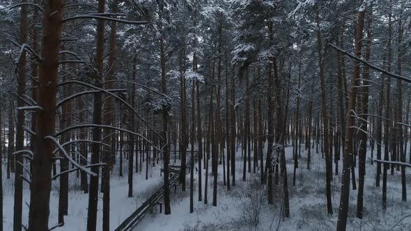 Aerial view of winter forest 02