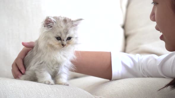 Cute Asian Child Playing With persian Kitten On Wood Table