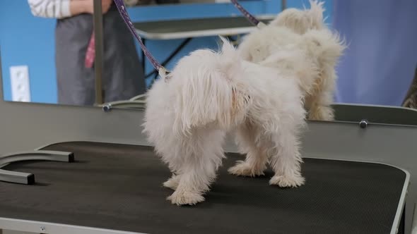 A Small Dog Bichon Bolognese Stands on a Table in a Veterinary Clinic