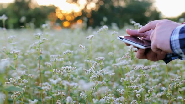 A young farmer working in a buckwheat field enters information on a smartphone.