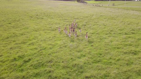 Group of Deer Playfully Runs To Catch Up with the Rest of the Herd