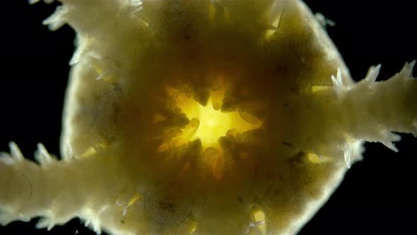 Ophiura under a microscope, class Ophiuroidea, similar to Asteroidea (sea star)