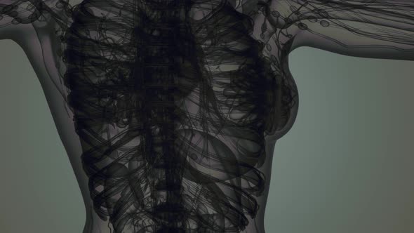 3D MRI Woman Body Scan alt