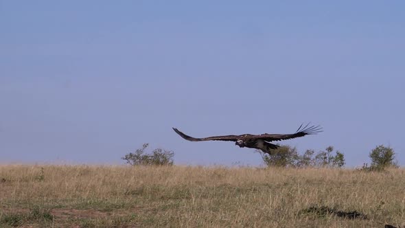 980414 Lappet-faced vulture or Nubian vulture, torgos tracheliotus , adult in flight, Masai Mara Par