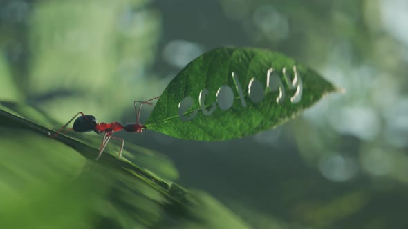 Animation with small brown ant carrying a green leaf with ecology word cut in it