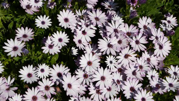 Daisy or Marguerite Colorful Flowers California USA