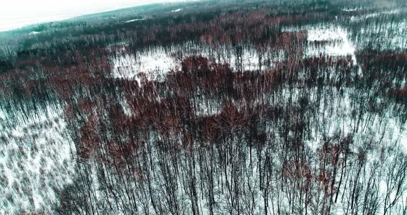 Aerial Video Flying Over Trees in Winter Time