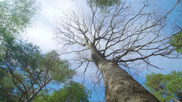 High Tree with Leafless Branches Growing in National Park