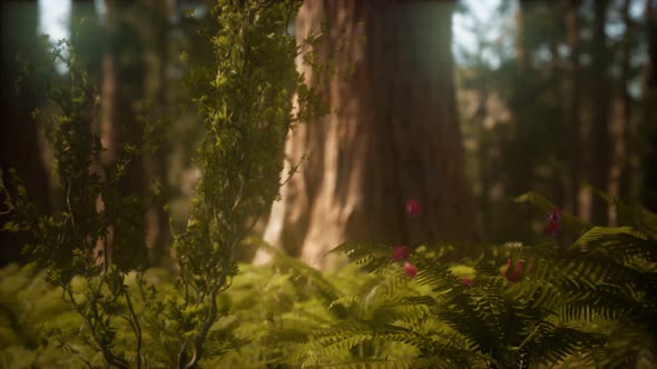 Early Morning Sunlight in the Sequoias of Mariposa Grove