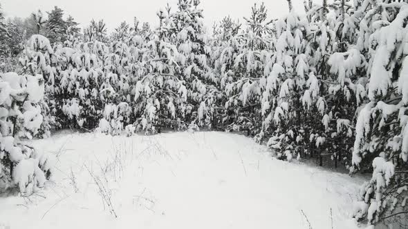 Majestic Snowy Winter Forest in Cool Weather Aerial View