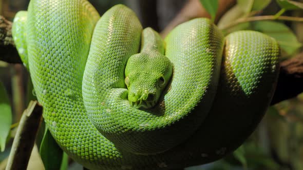 Green tree python (Morelia viridis) close-up. Portrait art.