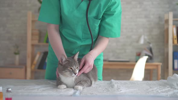 Woman Vet Cat Examination with Stethoscope