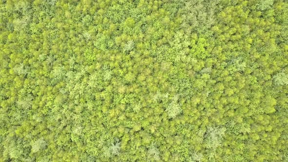 Aerial view of green forest with canopies of summer trees swaying in wind.