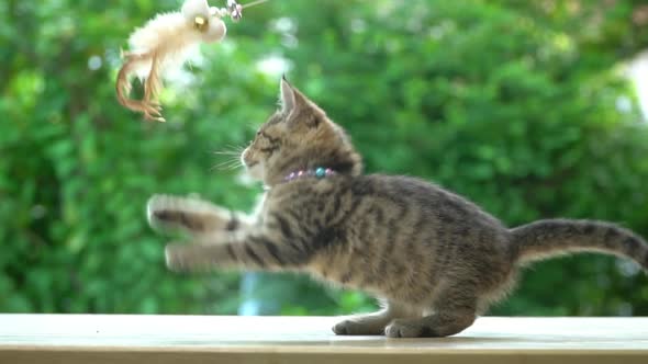 Cute Scottish Kitten Playing Toy On Table