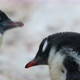 CU Two Gentoo Penguin (Pygoscelis papua) chicks / Cuverville Island, Antarctica - VideoHive Item for Sale