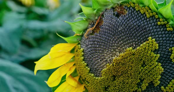 Sunflower on sunflower seeds