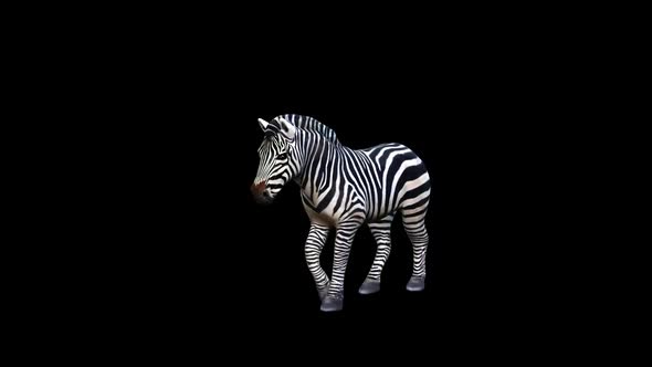 Zebra Walk