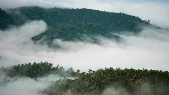 Fog Forest