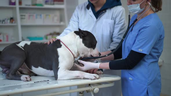 Side View Worried Scared Dog in Veterinary Clinic with Woman Listening Heart Beat with Stethoscope