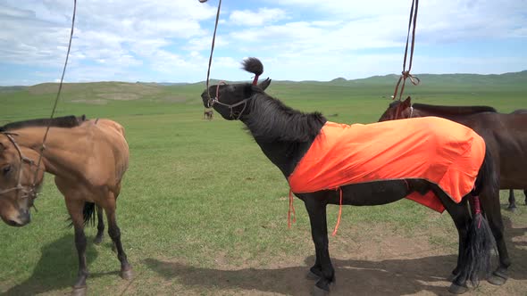 Tie a Horse Mane With a Rope