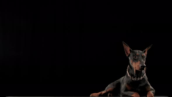 Frontal Portrait Thoroughbred Doberman Pinscher Stylish Collar Form Chain Studio Black Background