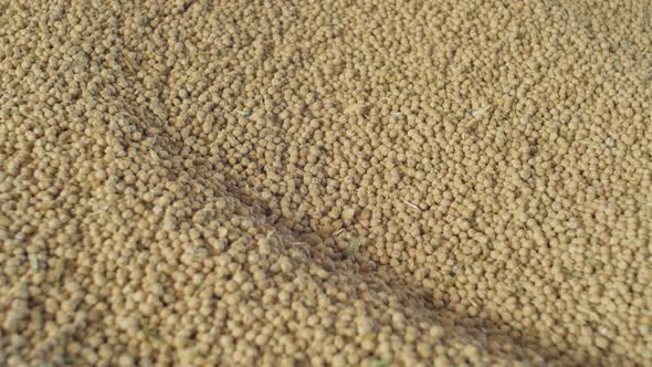 Dry chickpeas in a pile