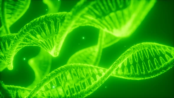 Structure of the DNA Double Helix Animation