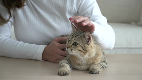 Asian Young Woman Playing With Cat In Living Room Slow Motion 