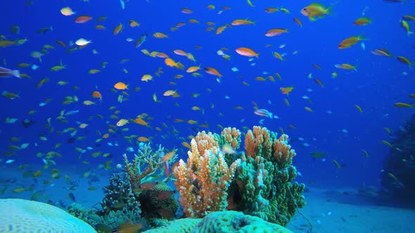 Reef Underwater Coral Garden